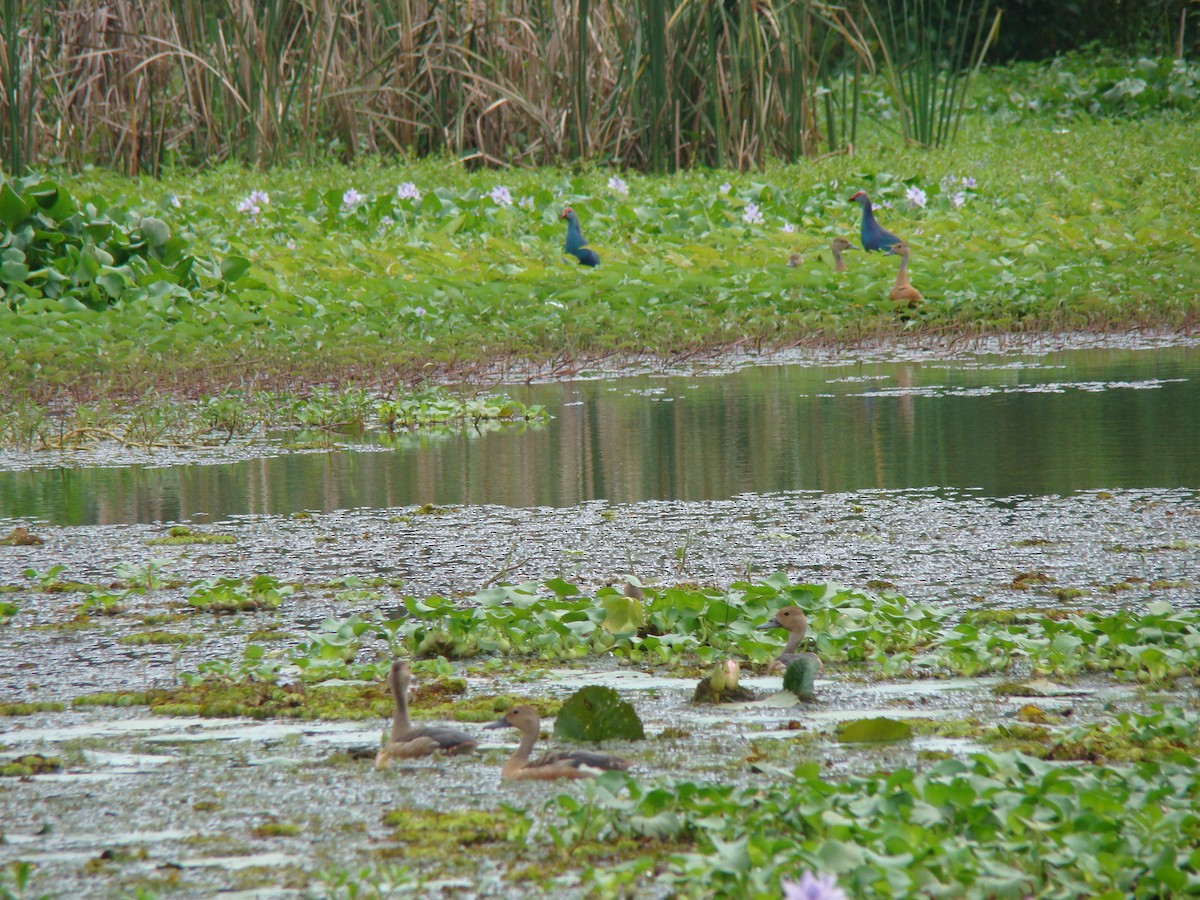 Gray-headed Swamphen - ML635841380
