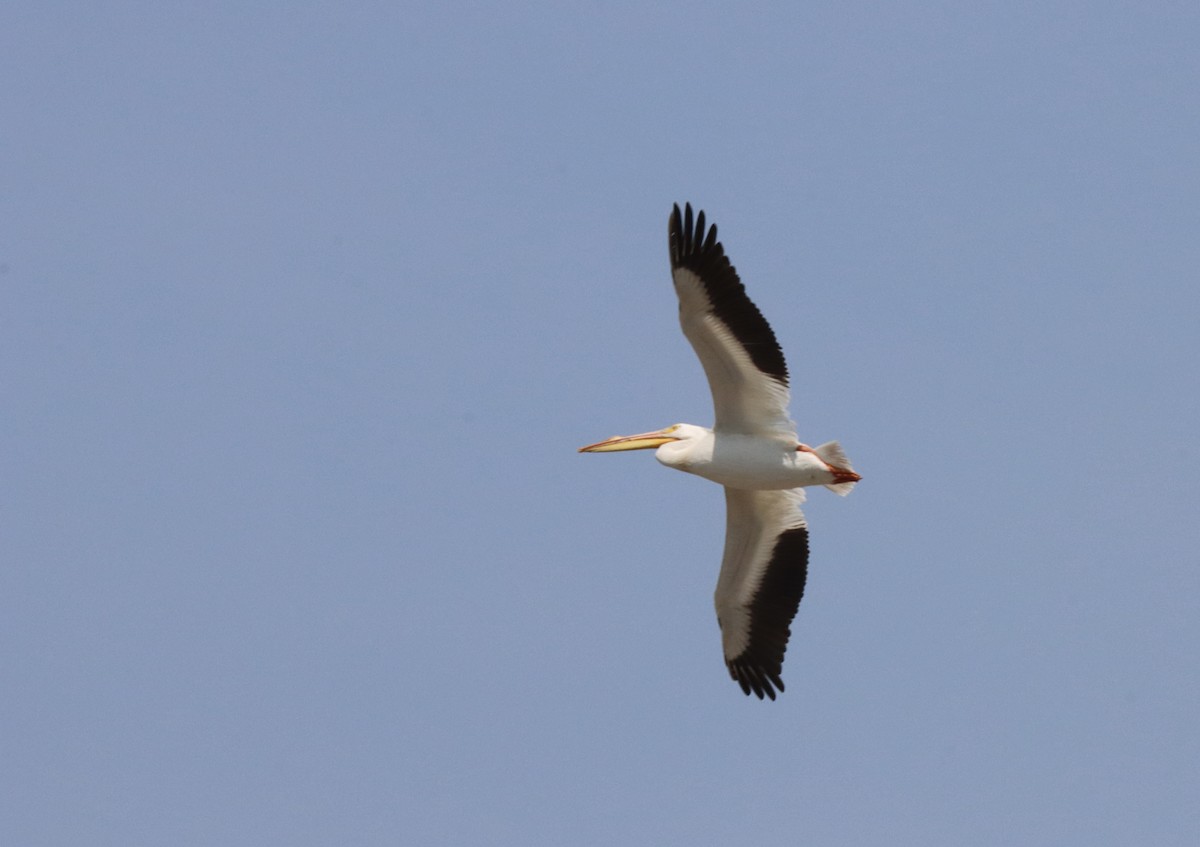 pelikán severoamerický - ML635841404