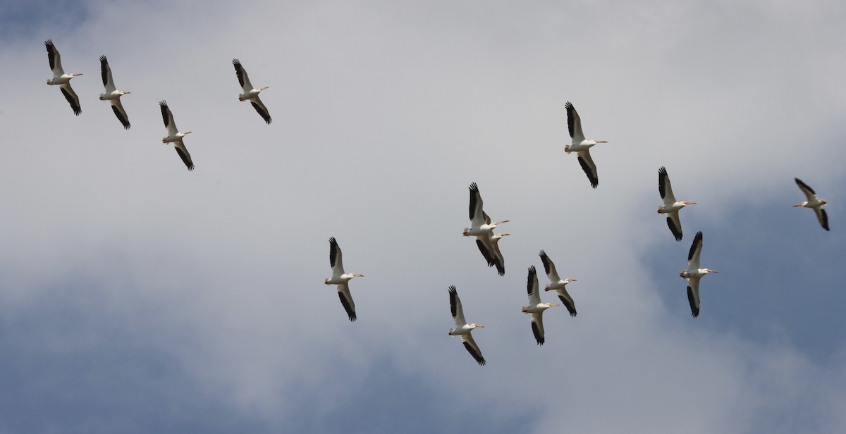 pelikán severoamerický - ML635841405