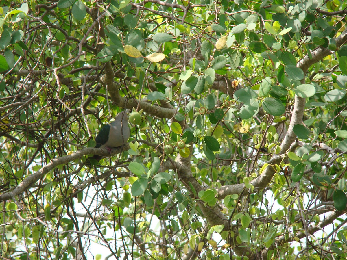 Green Imperial-Pigeon - ML635841420