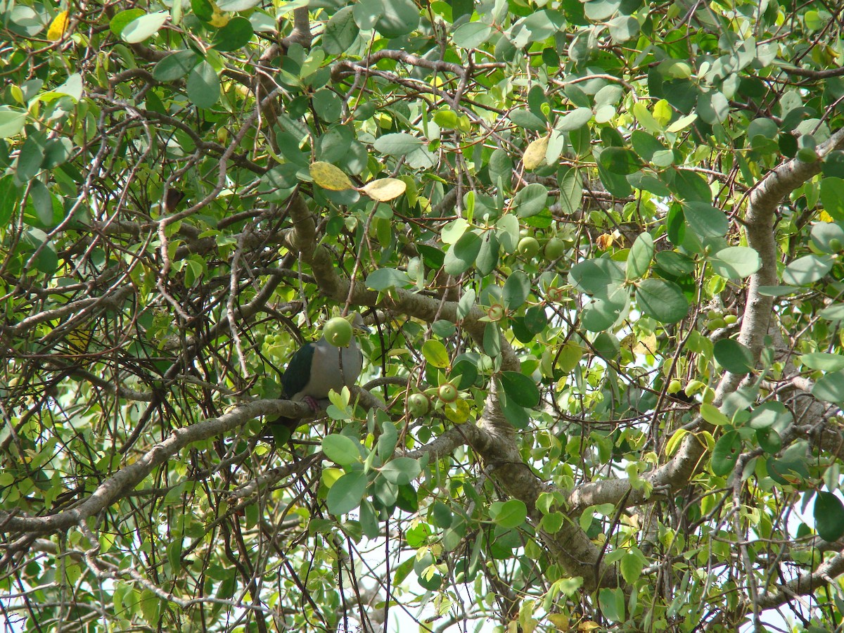 Green Imperial-Pigeon - ML635841421