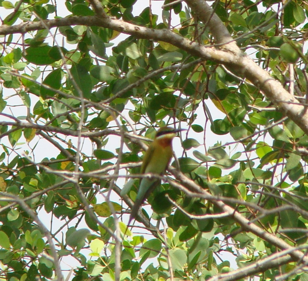 Blue-tailed Bee-eater - ML635841476