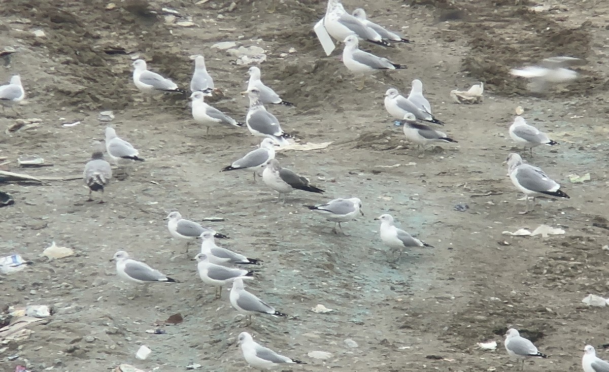 Lesser Black-backed Gull - ML635841568