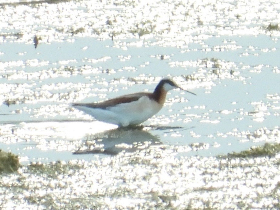 Wilson's Phalarope - ML635841577