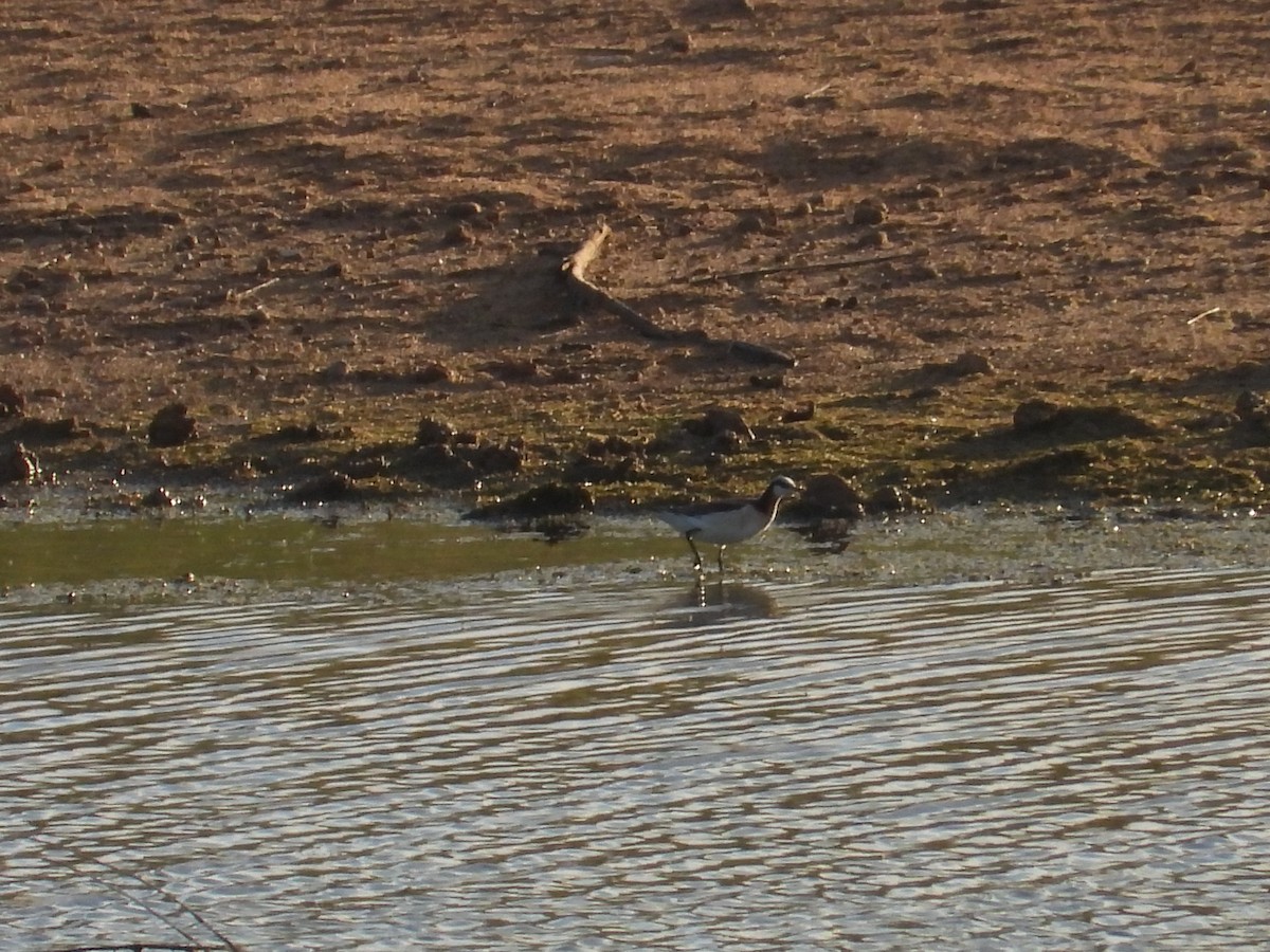 Wilson's Phalarope - ML635841578