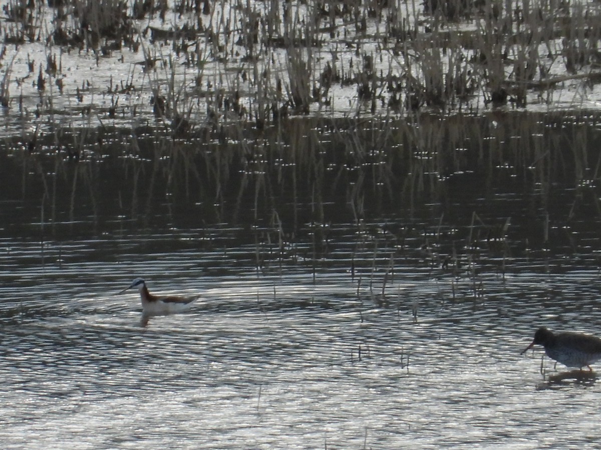 Wilson's Phalarope - ML635841580
