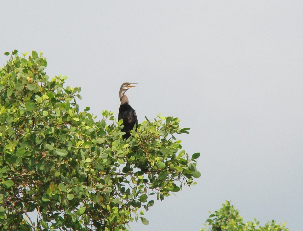 Oriental Darter - ML635841642