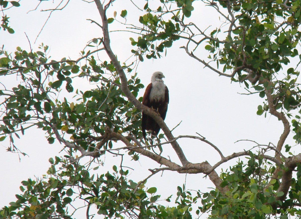 Brahminy Kite - ML635841694