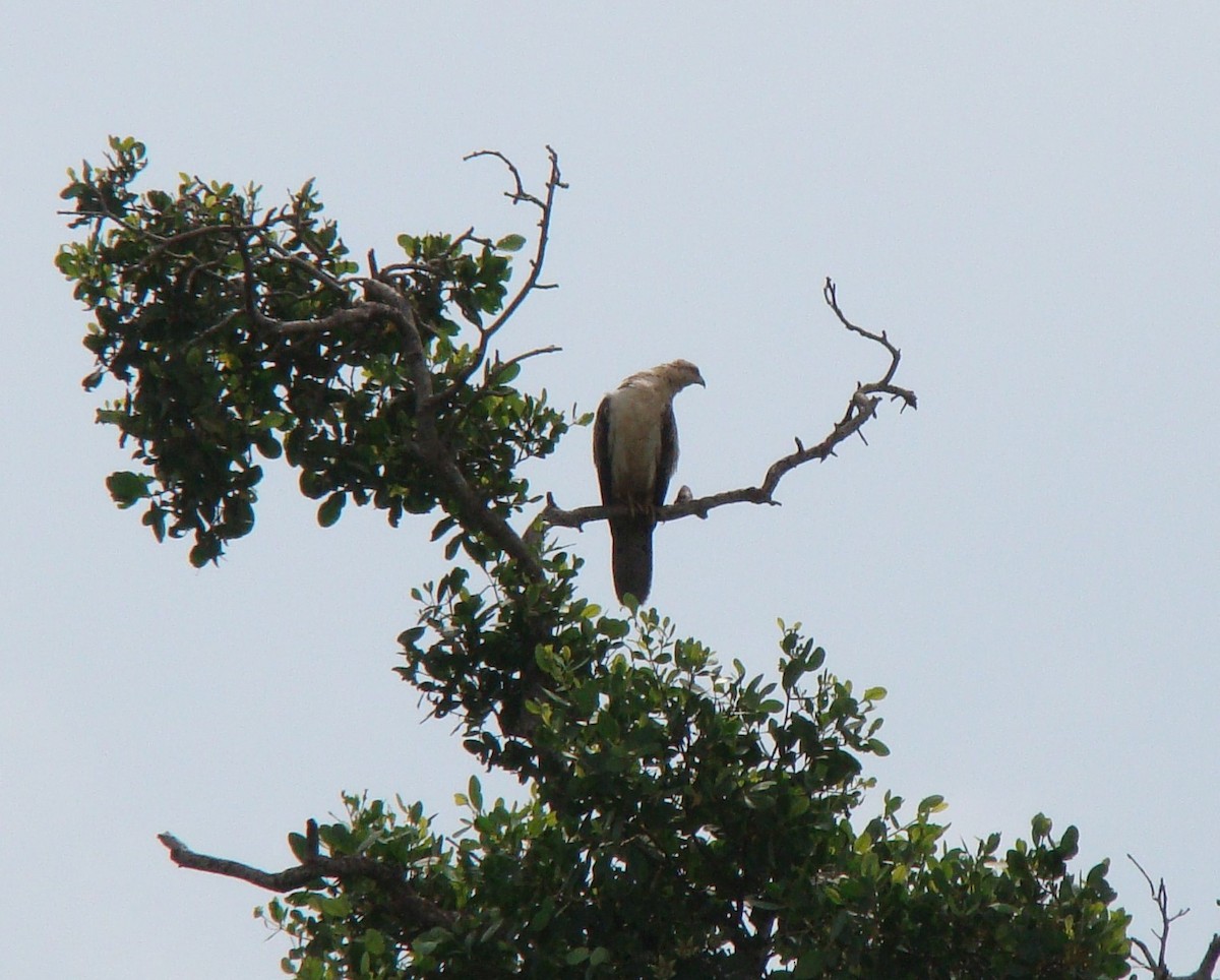 White-bellied Sea-Eagle - ML635841739