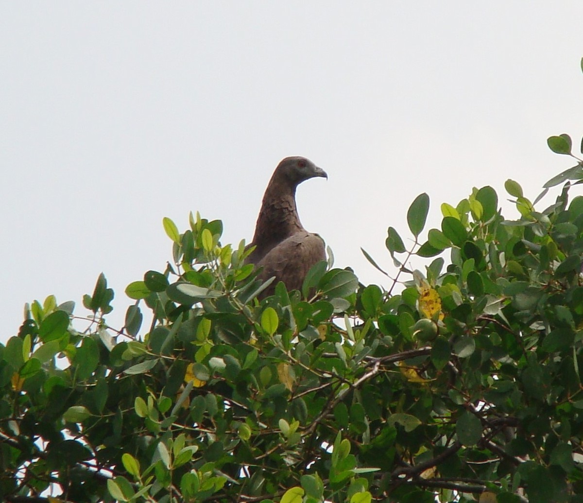 Gray-headed Fish-Eagle - ML635841754