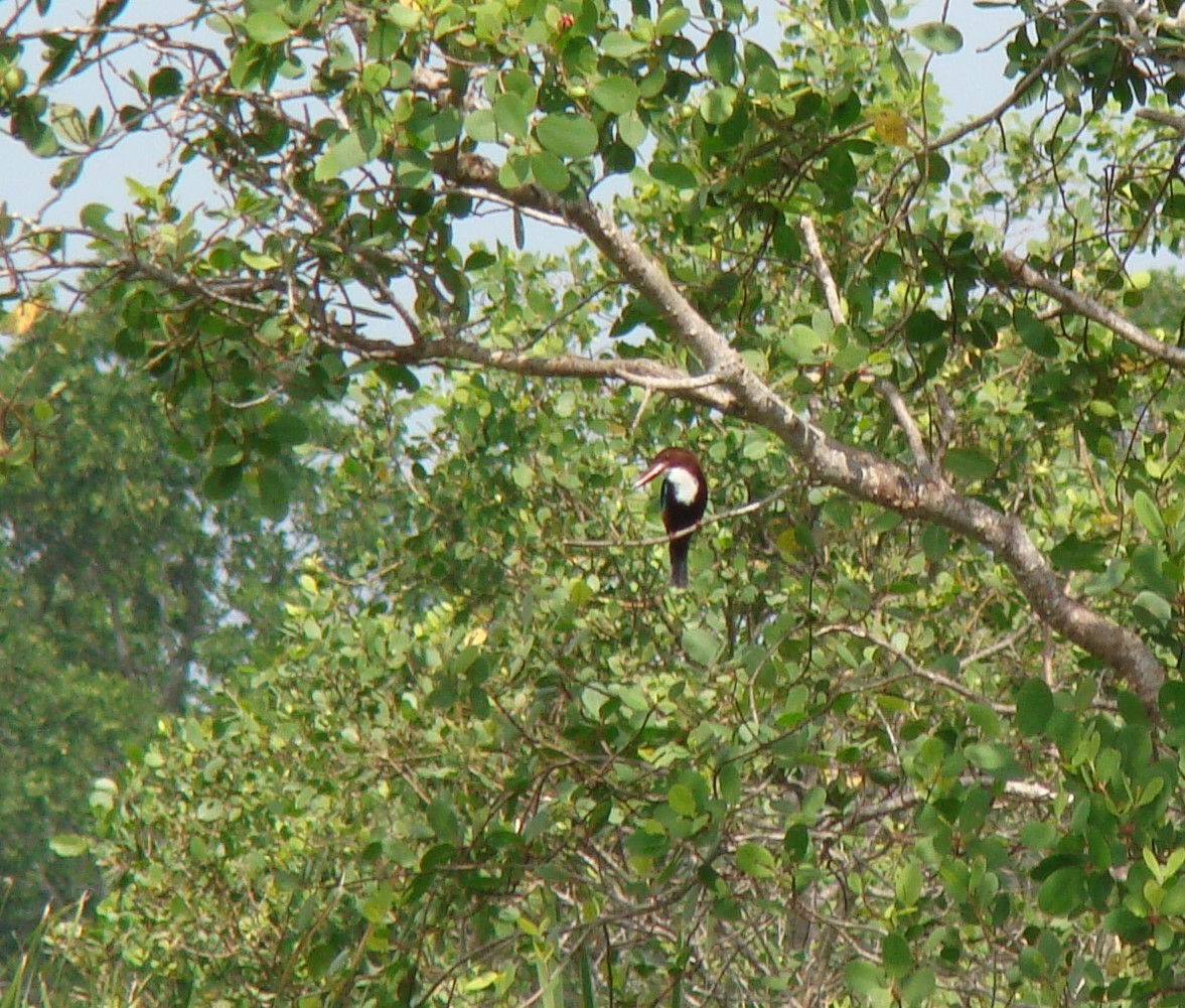 White-throated Kingfisher - ML635841814