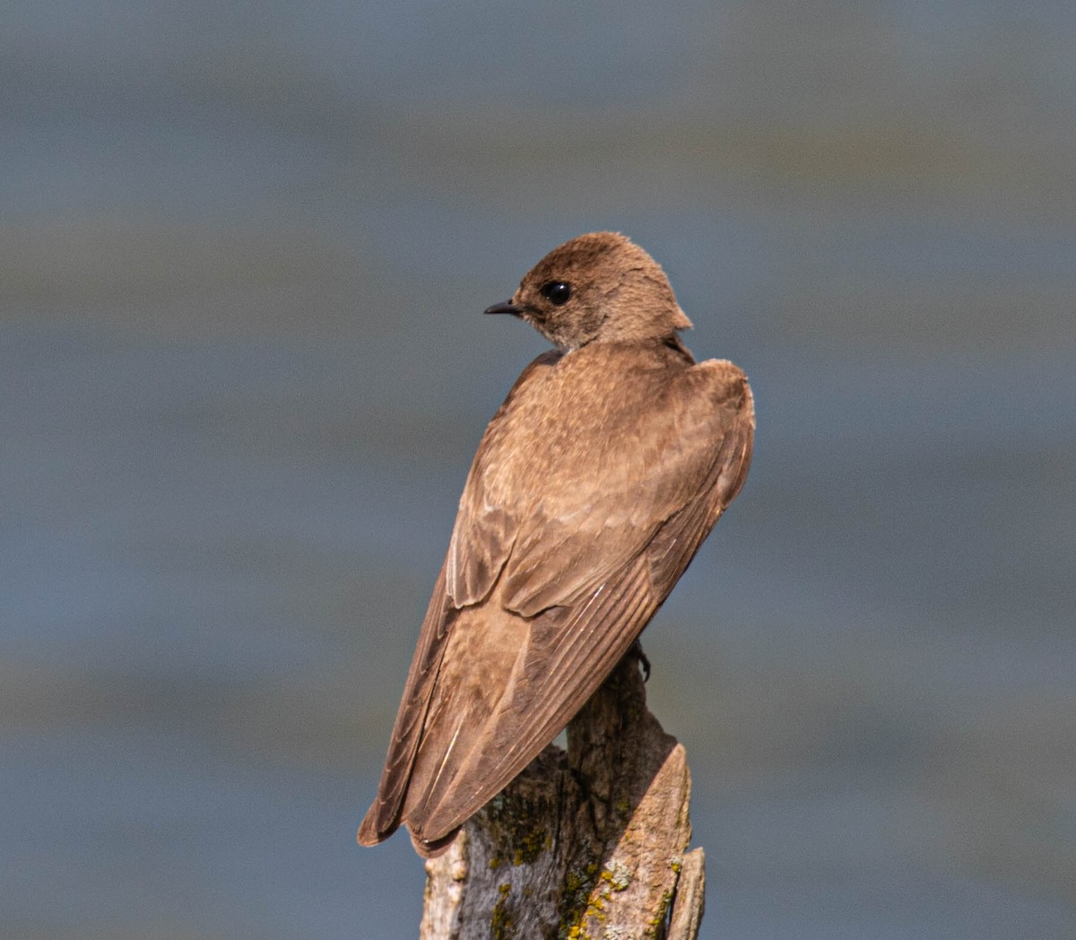 Northern Rough-winged Swallow - ML635841843