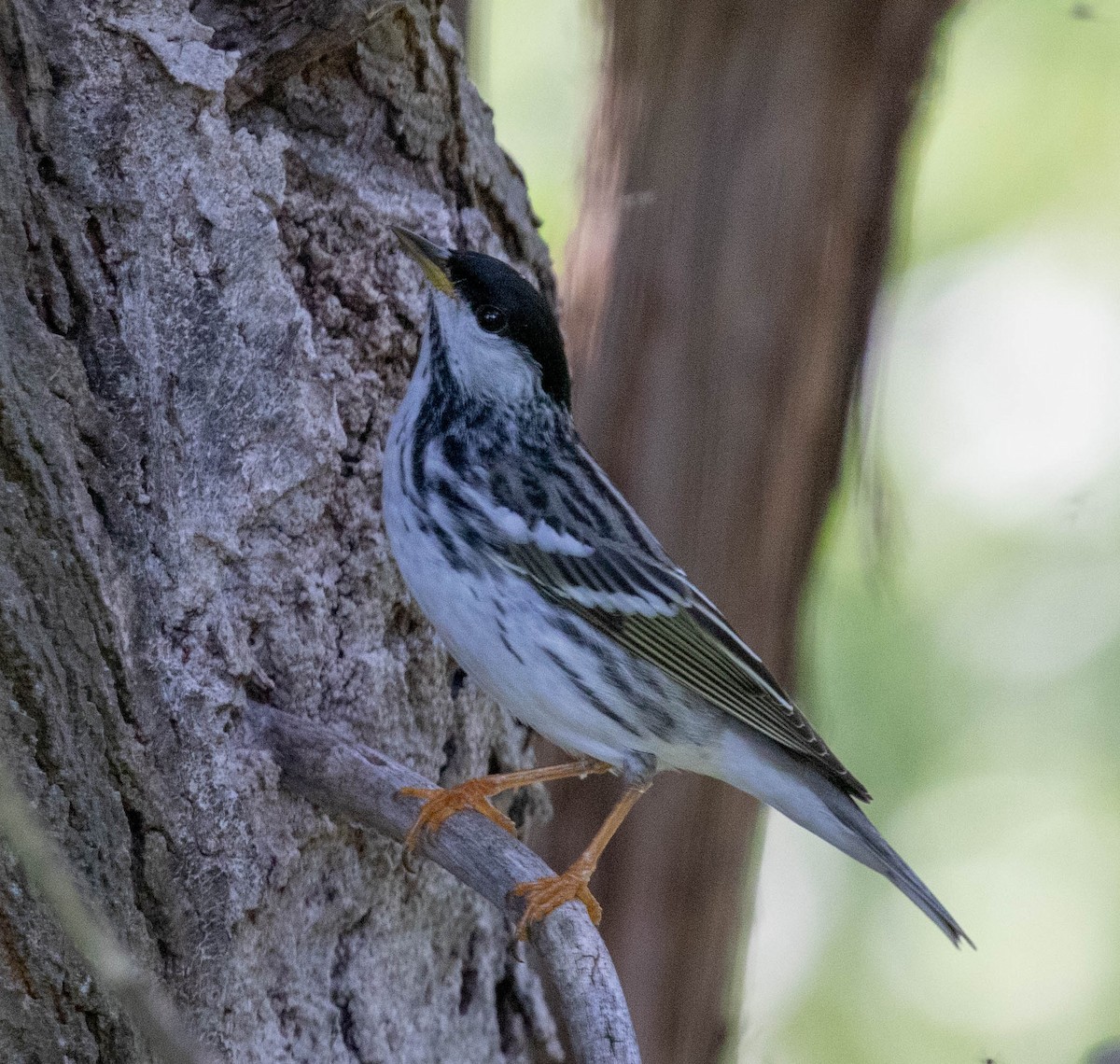 Blackpoll Warbler - ML635841858