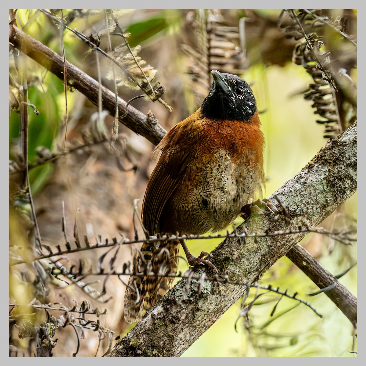 Sooty-headed Wren - ML635841864
