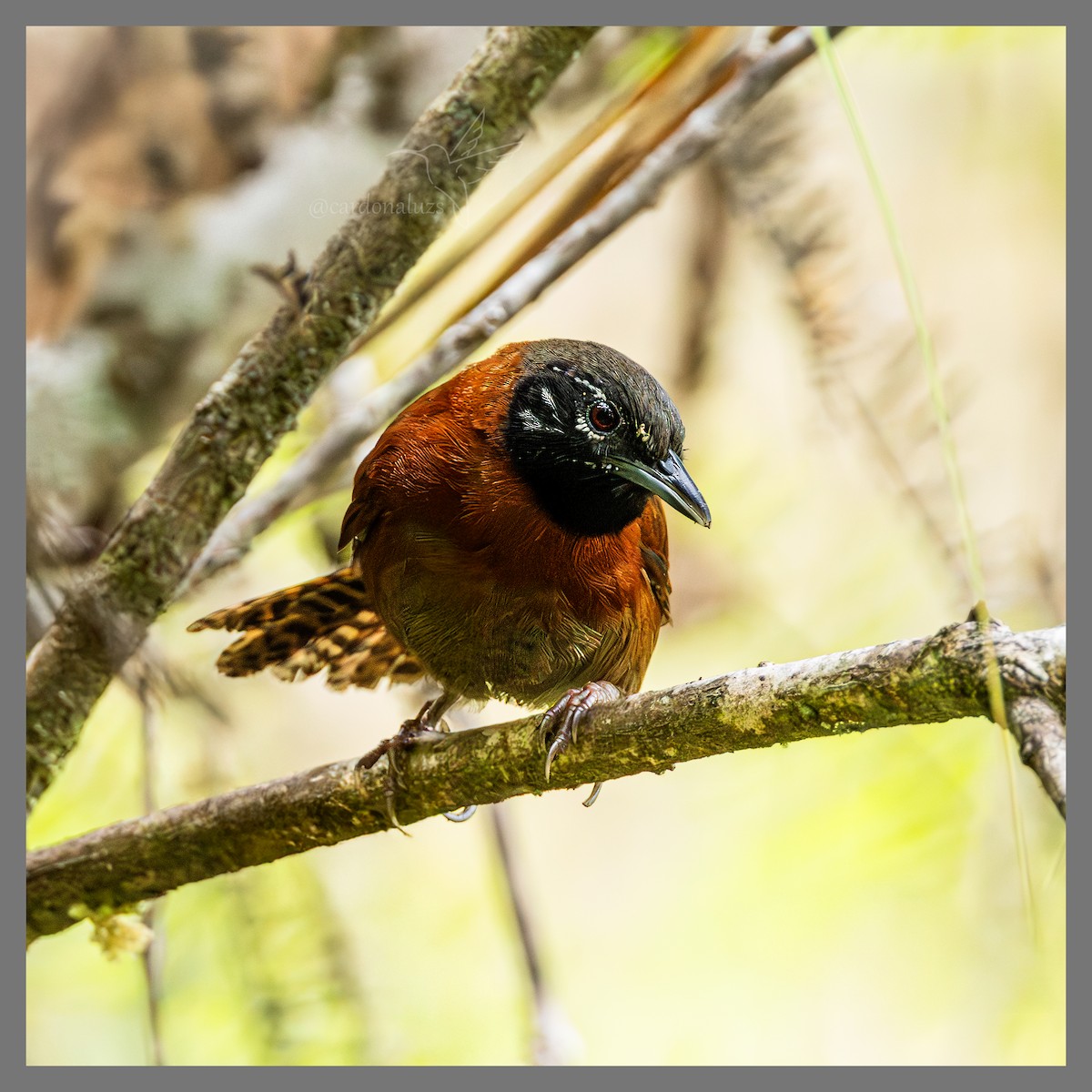 Sooty-headed Wren - ML635841869