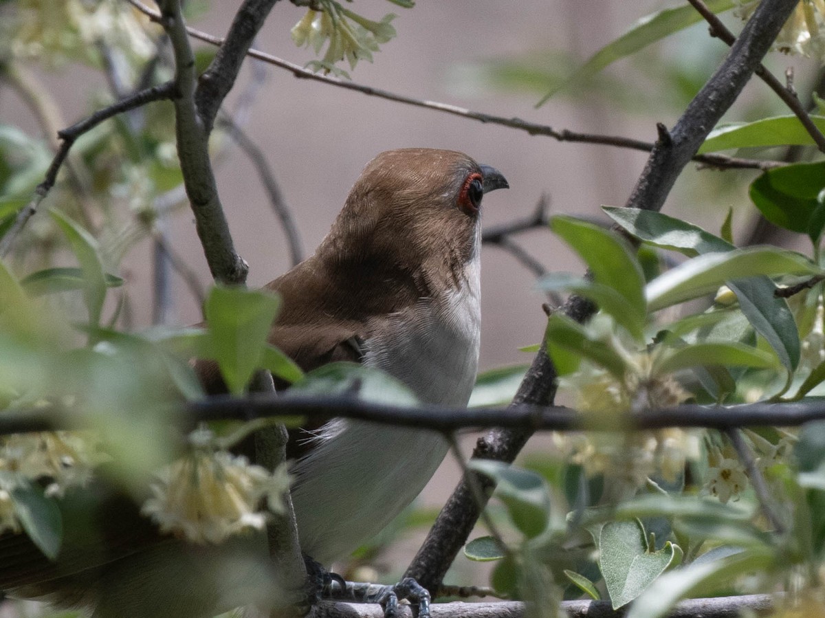 Black-billed Cuckoo - ML635841882