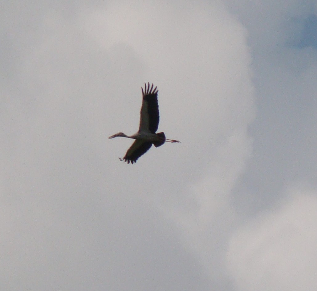 Asian Openbill - ML635841895