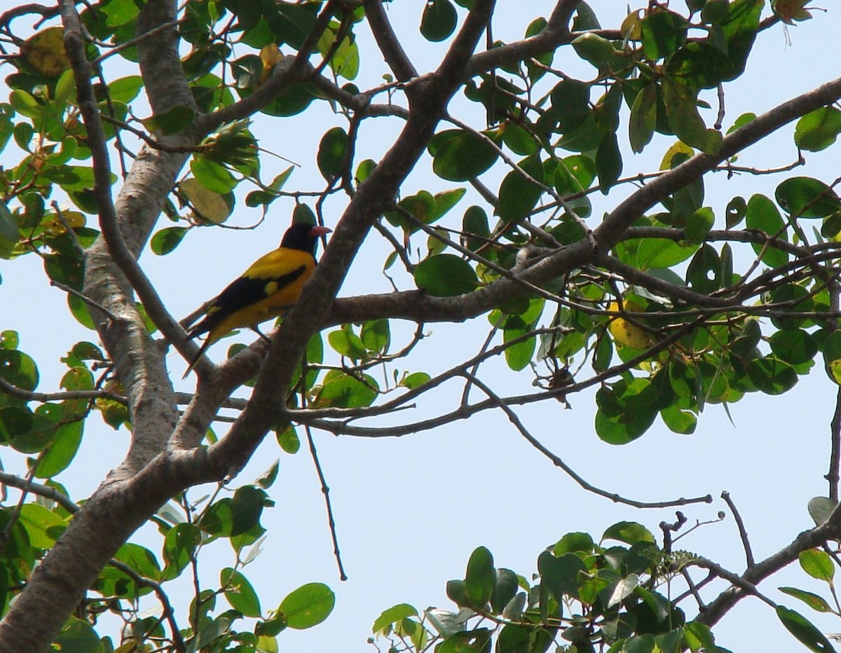 Black-hooded Oriole - ML635841929