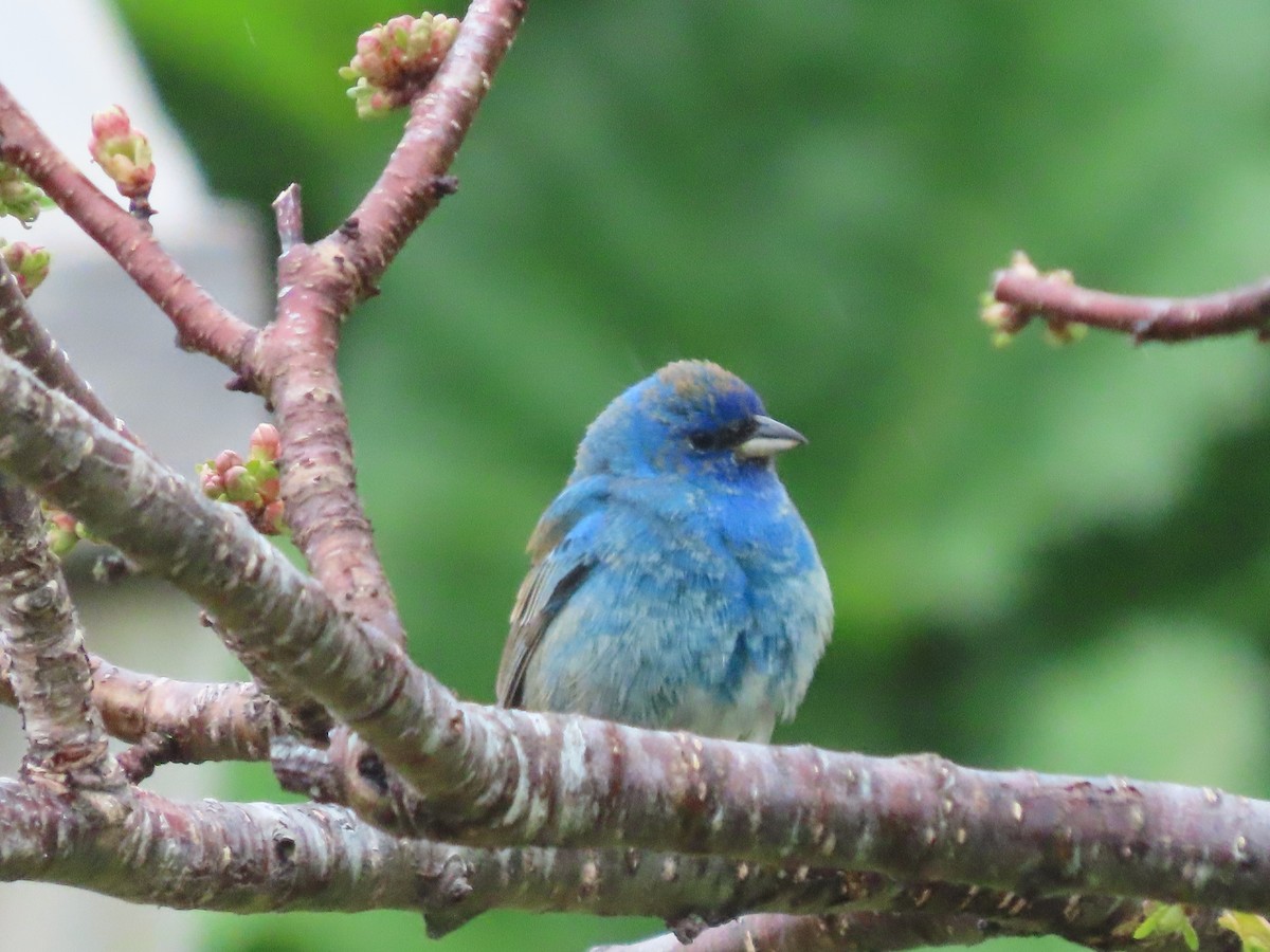 Indigo Bunting - ML635841950