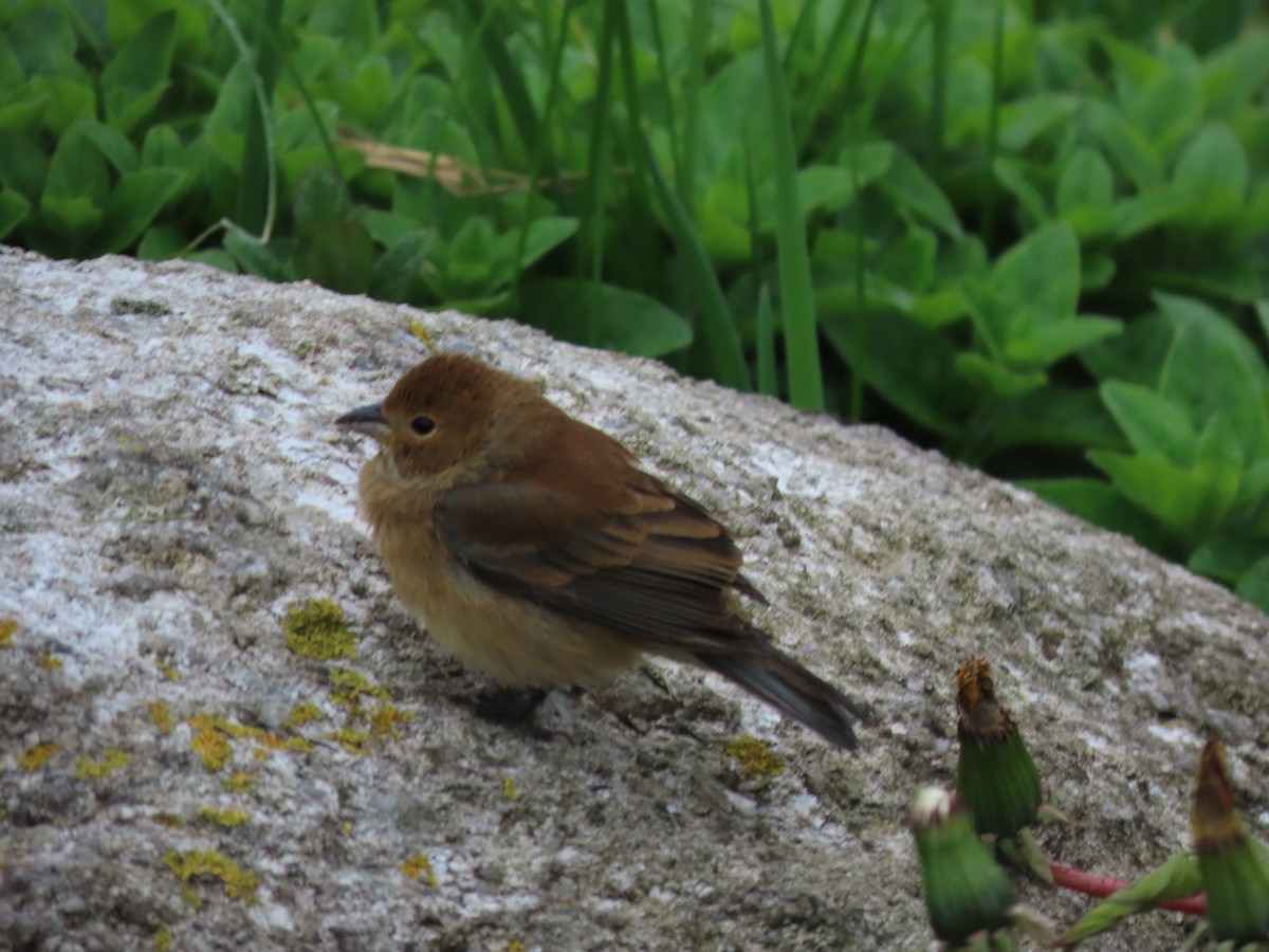 Indigo Bunting - ML635841951