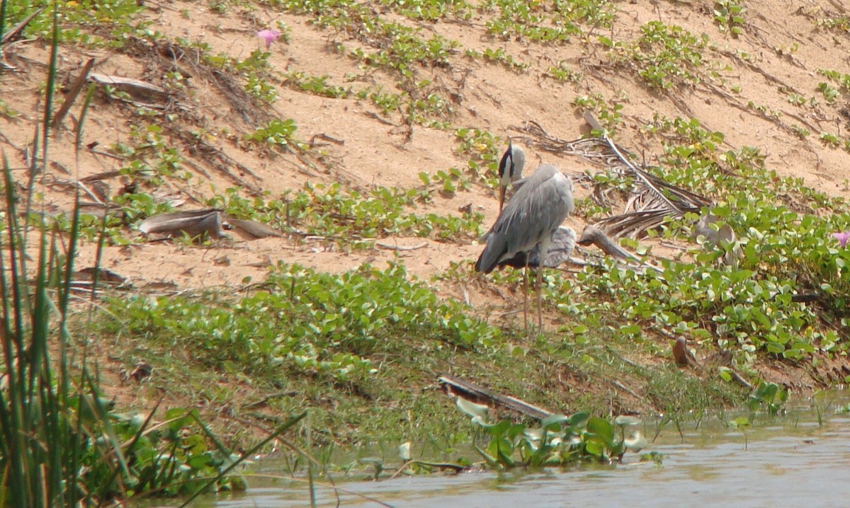 Gray Heron - ML635841960