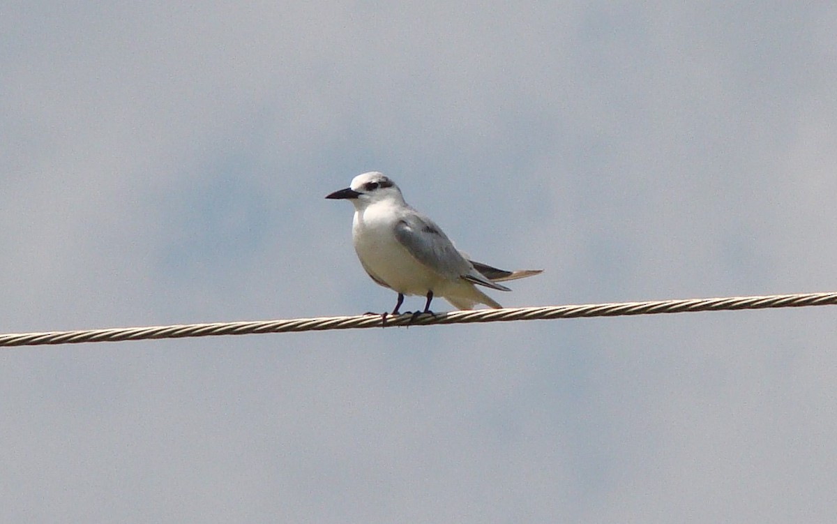 Whiskered Tern - ML635841996