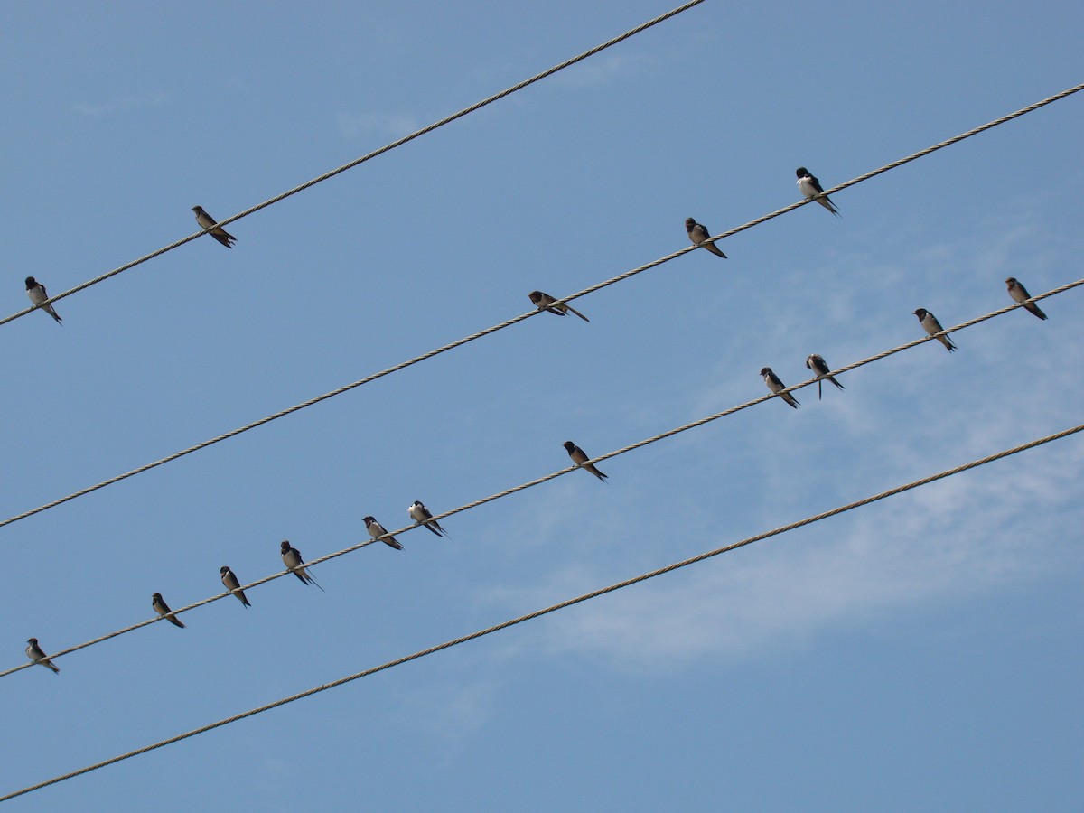 Barn Swallow - ML635842009