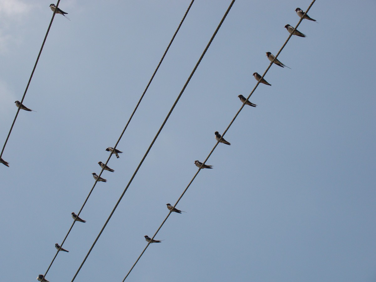 Barn Swallow - ML635842010