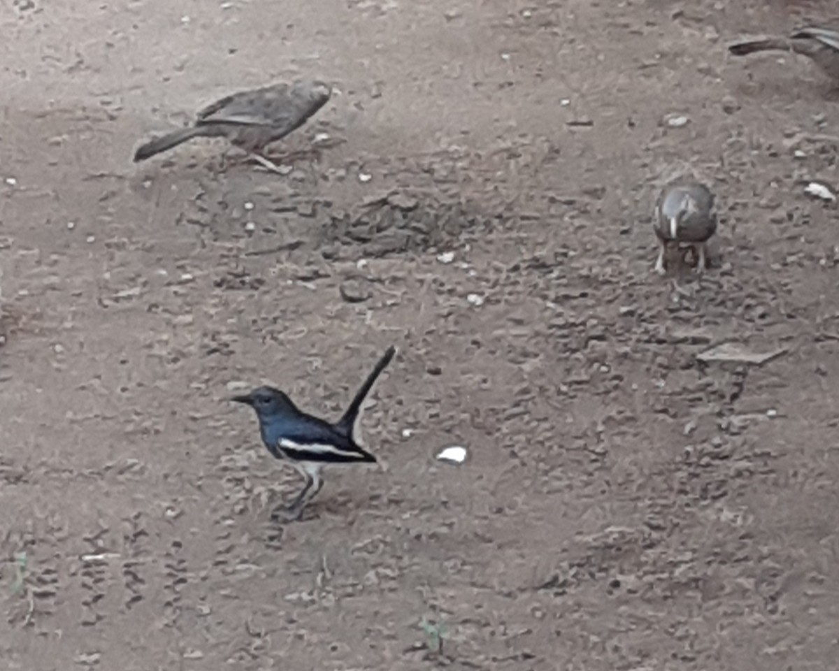 Oriental Magpie-Robin - ML635842056