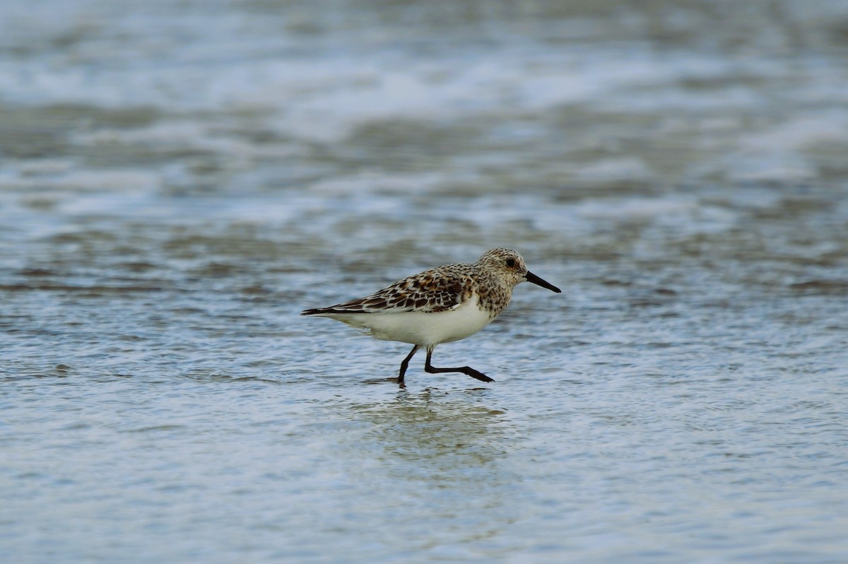 Sanderling - ML635842521