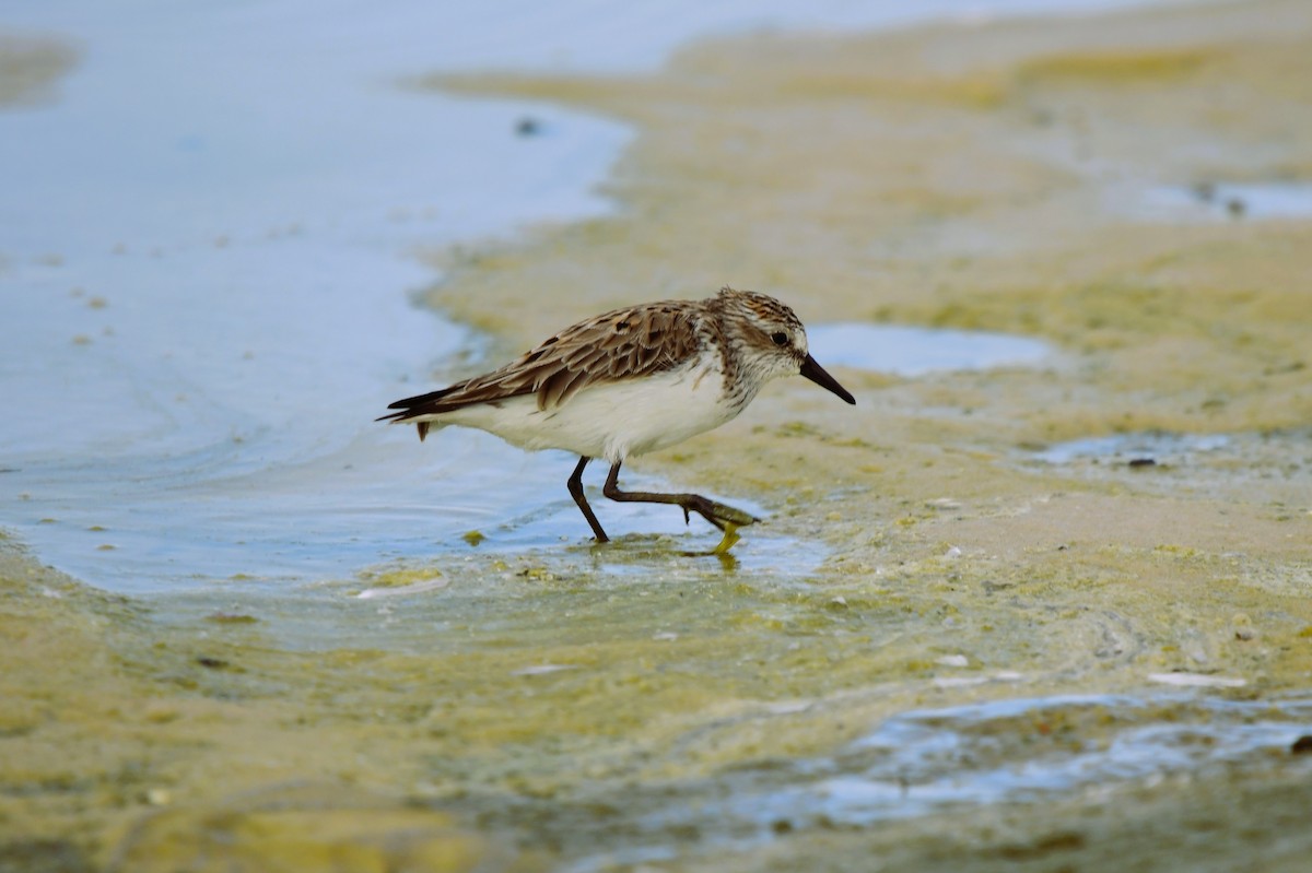 Semipalmated Sandpiper - ML635842544