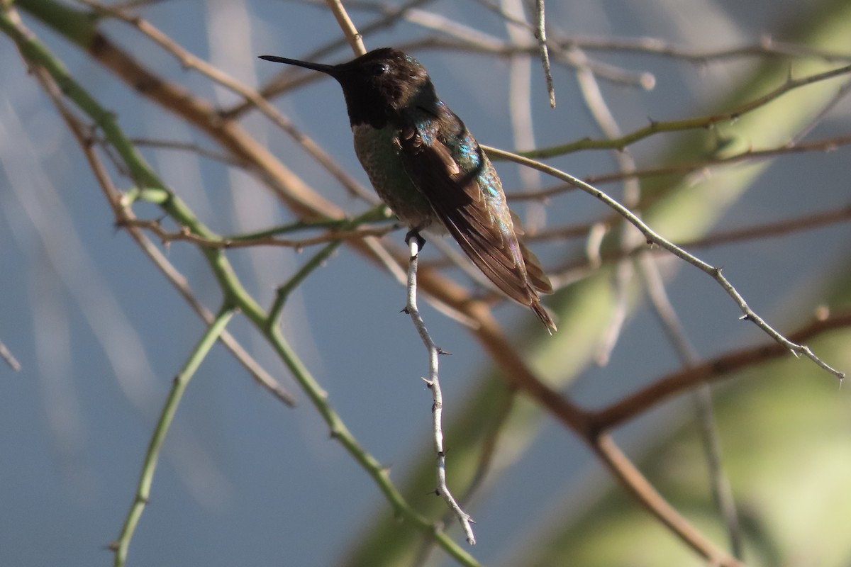rødmaskekolibri - ML635842576