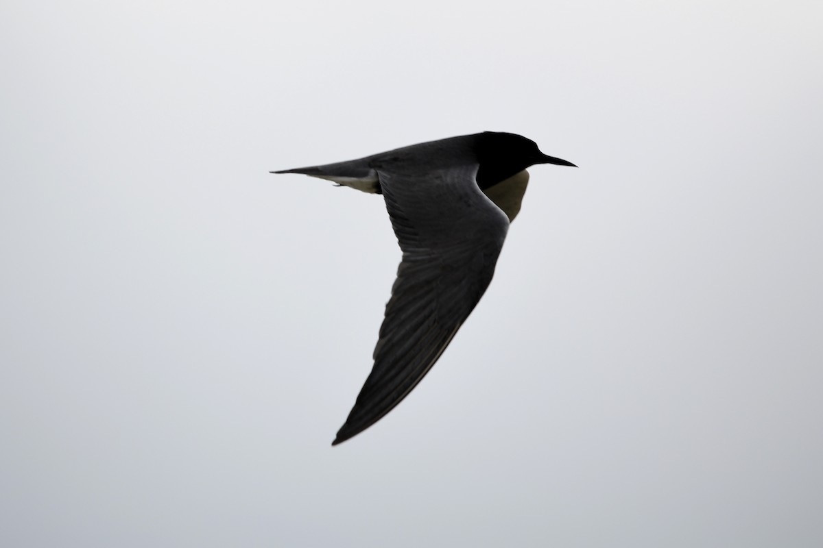 Black Tern - ML635842586