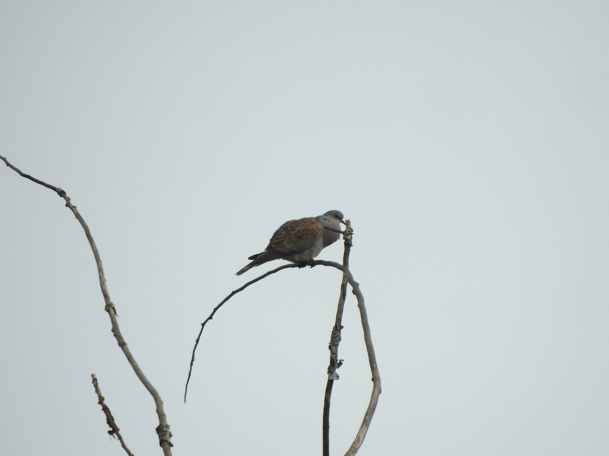 European Turtle-Dove - ML635842622