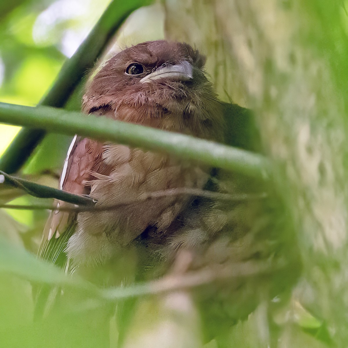Gould's Frogmouth - ML635842653