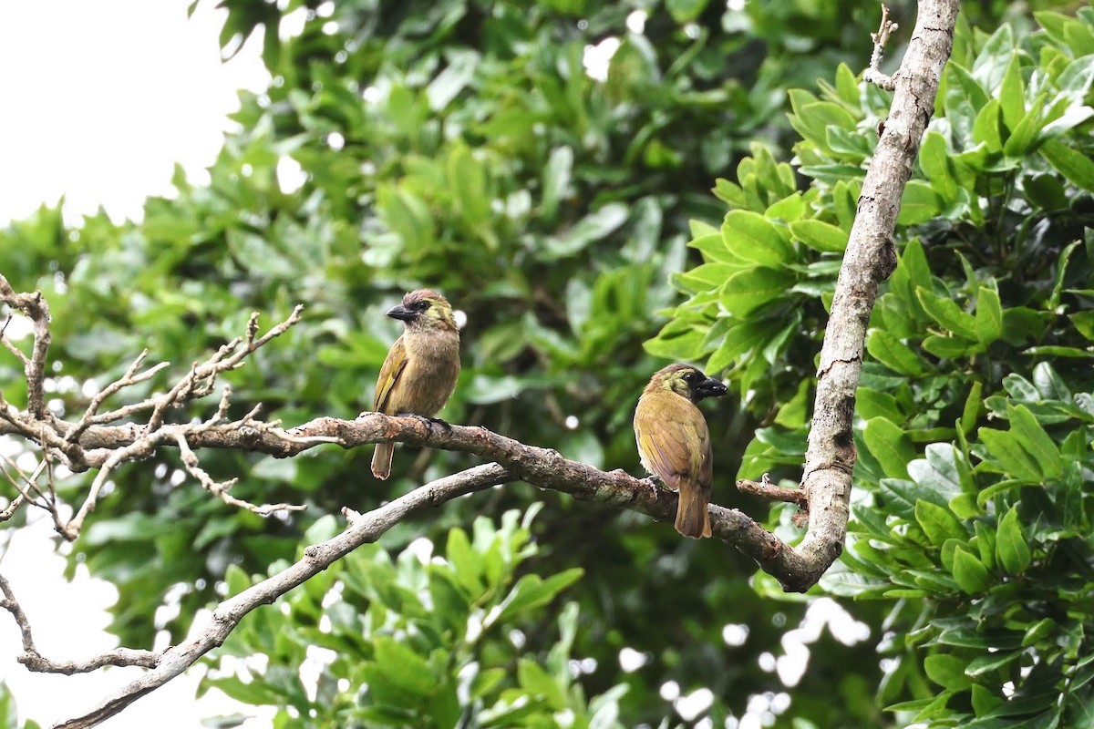Green Barbet - ML635842739
