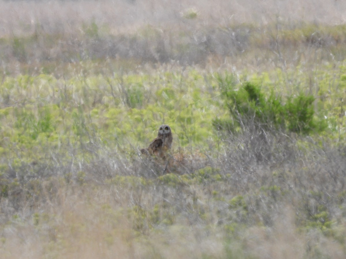 Short-eared Owl (Northern) - ML635842746