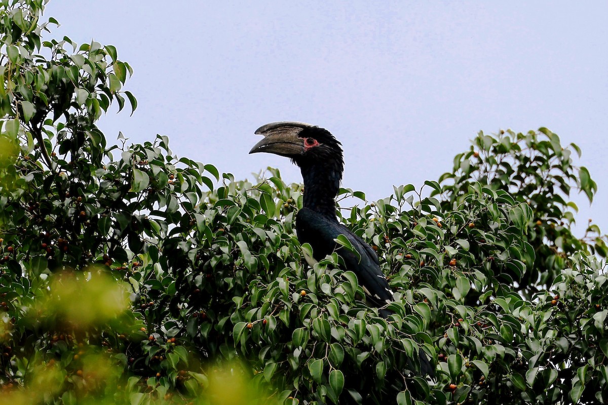 Trumpeter Hornbill - ML635842749