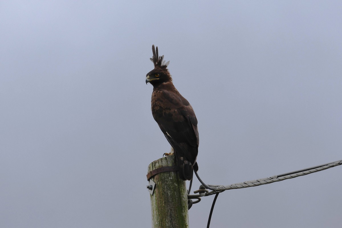 Long-crested Eagle - ML635842753