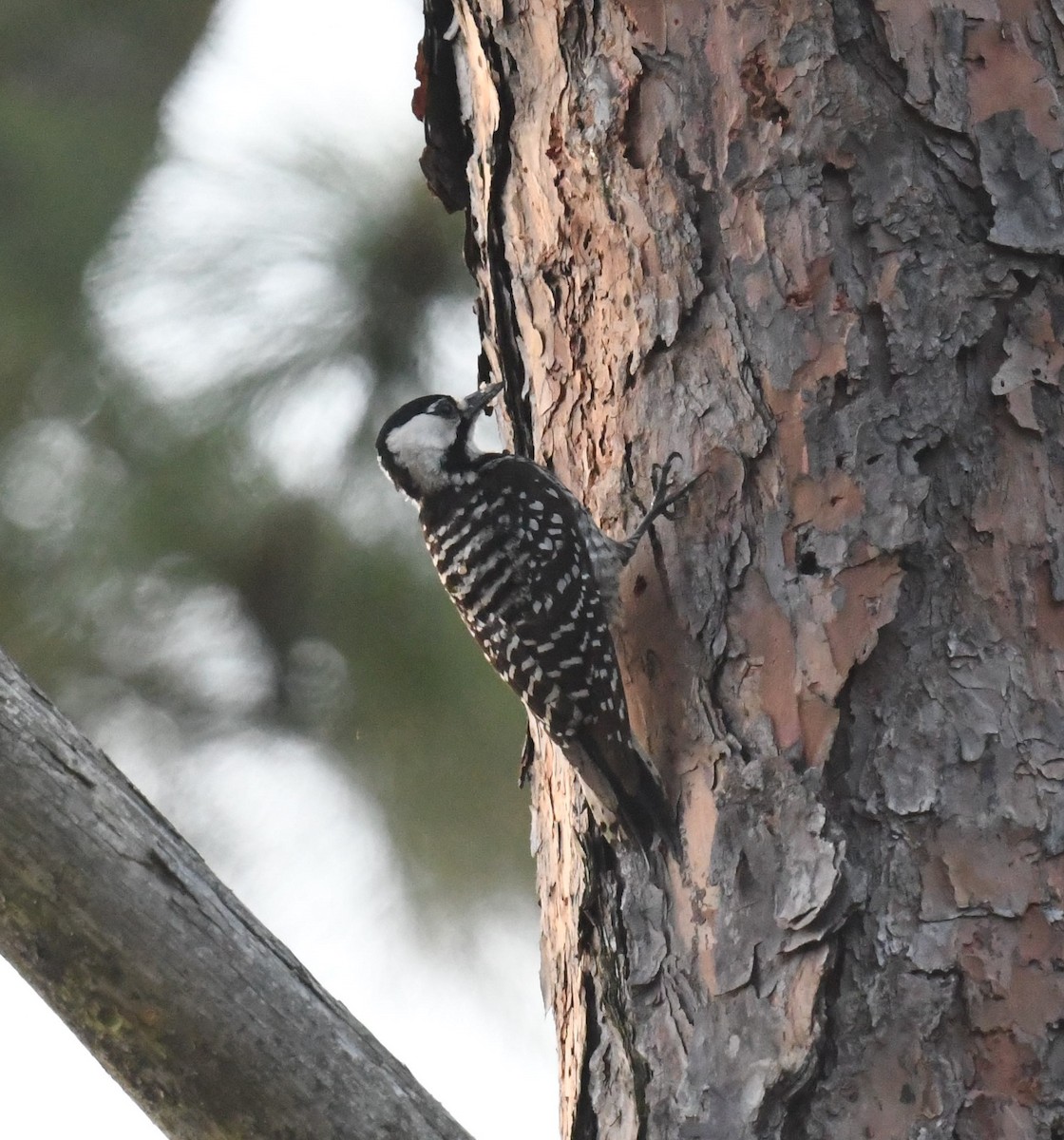 Red-cockaded Woodpecker - ML635842831