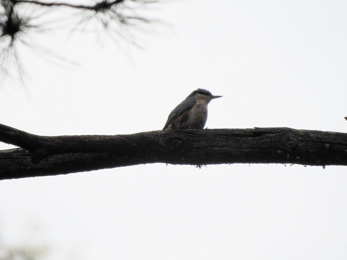 Eurasian Nuthatch - ML635842833