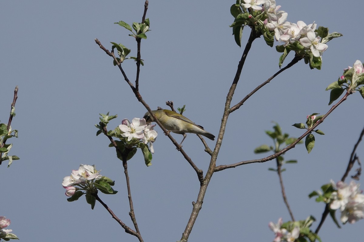 Eastern Warbling Vireo - ML635842849