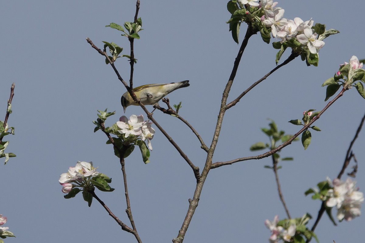 Eastern Warbling Vireo - ML635842850