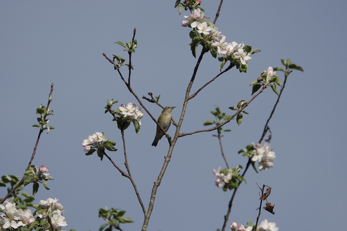 Eastern Warbling Vireo - ML635842851