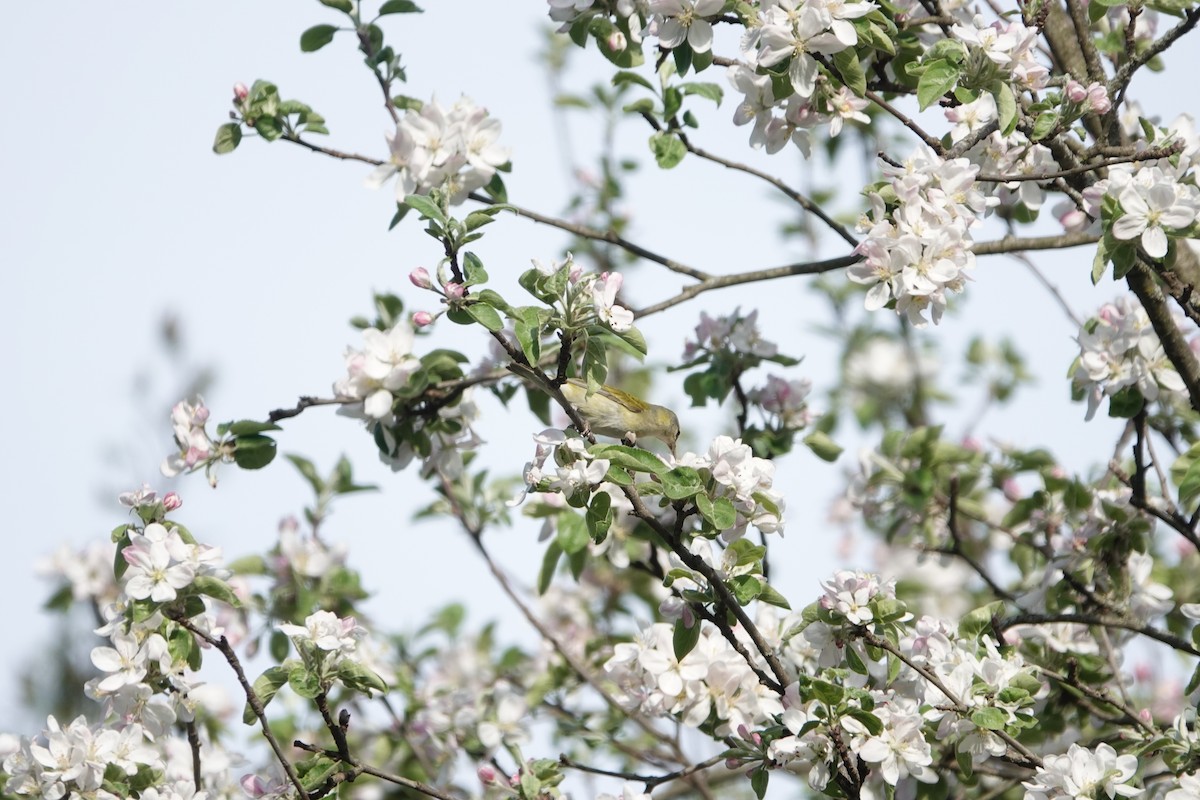 Eastern Warbling Vireo - ML635842852