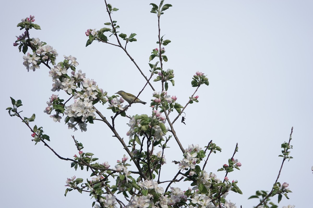 Eastern Warbling Vireo - ML635842853