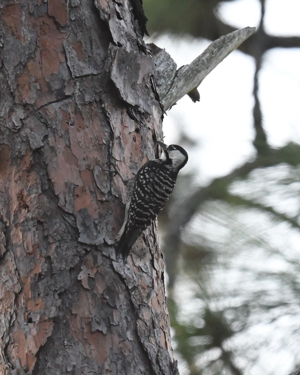 Red-cockaded Woodpecker - ML635842859