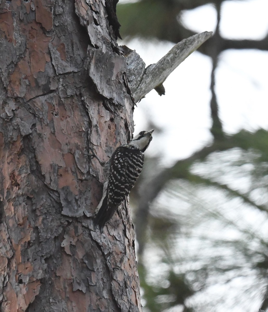 Red-cockaded Woodpecker - ML635842876