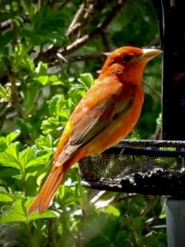 Summer Tanager - ML635842889