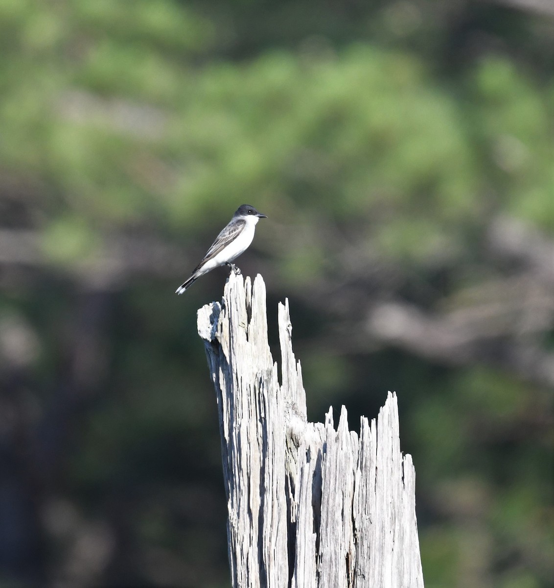 Eastern Kingbird - ML635842899